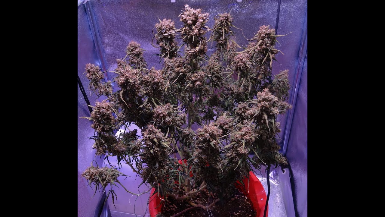 King's Kush auto timelapse grow log