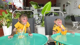 Download Lagu Cubis and Luk monkeys sneak out of Dad to go get coffee MP3 Download Lagu Cubis and Luk monkeys sneak out of Dad to go get coffee MP3