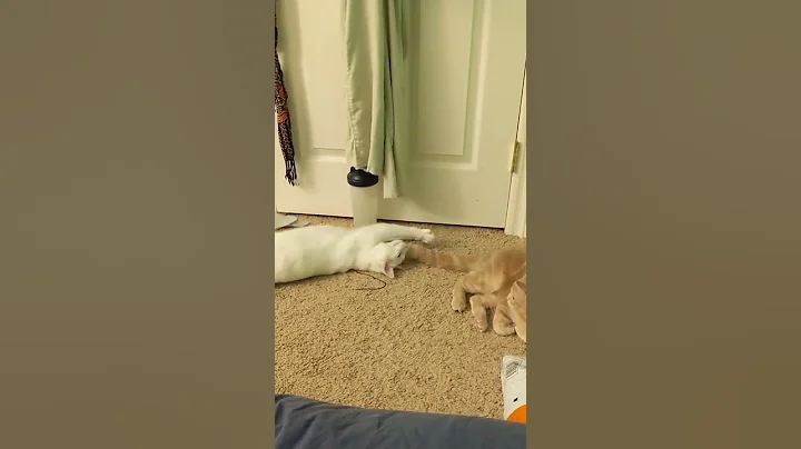 Video 1252181: cream tabby cat, tabby cat white, tabby cat playing