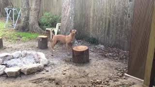 Two Pitbulls playing