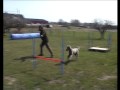 storpudel agility Posh