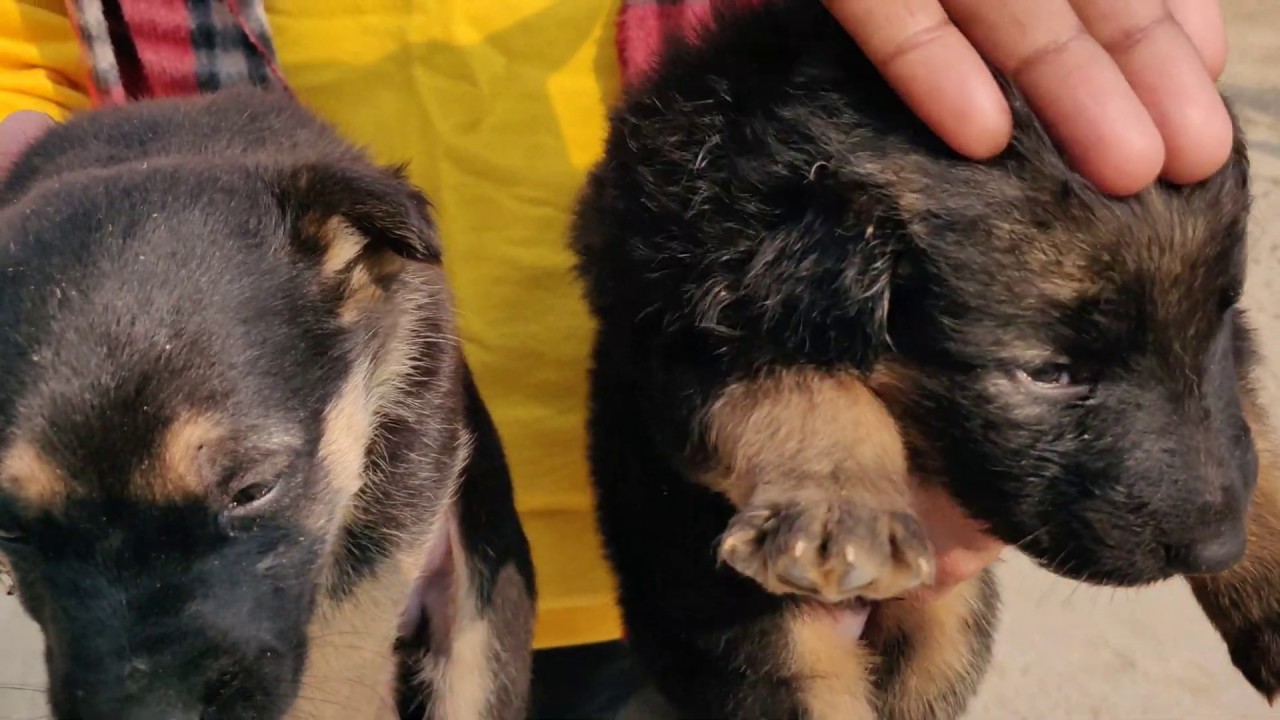 German Shepherd 4000 vs 15000 - Rate different Kyu hai??? Doggyz World