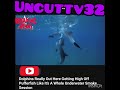 Dolphins 🐬 gets High off pufferfish 🐡