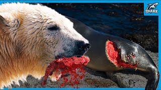 15 Merciless Polar Bears Crushing Their Prey to Death