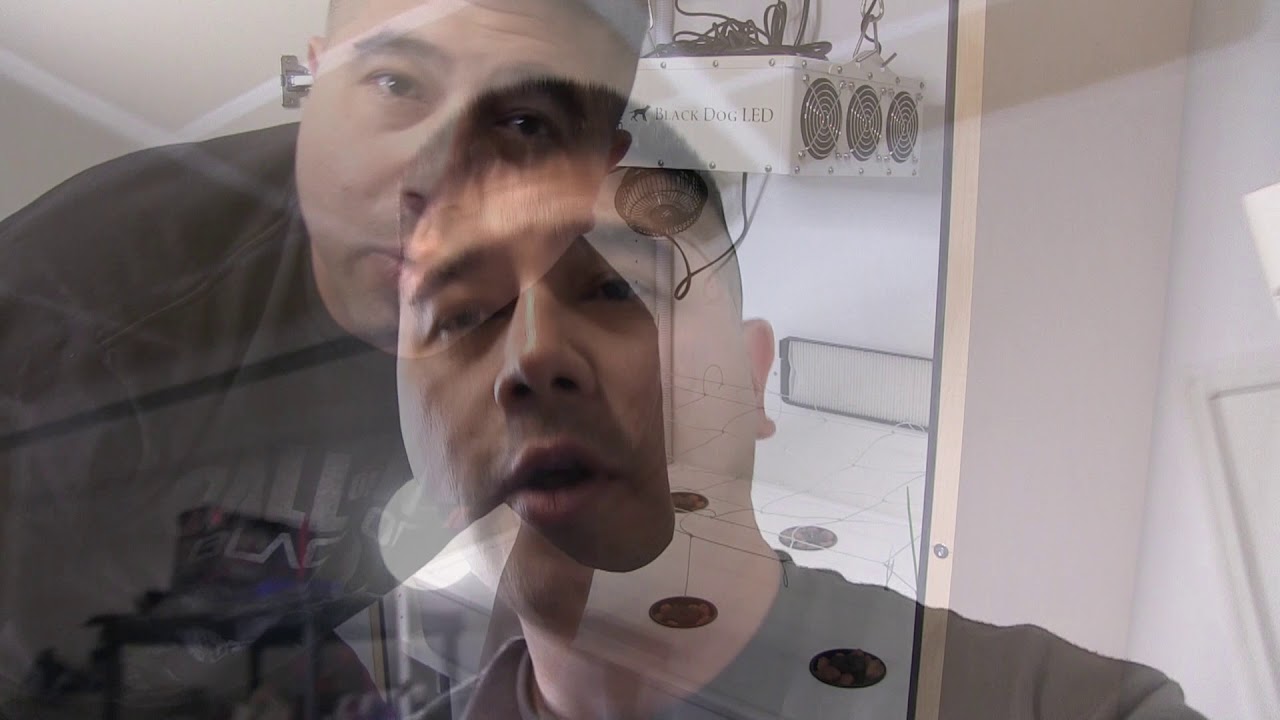 Cloudponics Grow Day 1 Pineapple Express