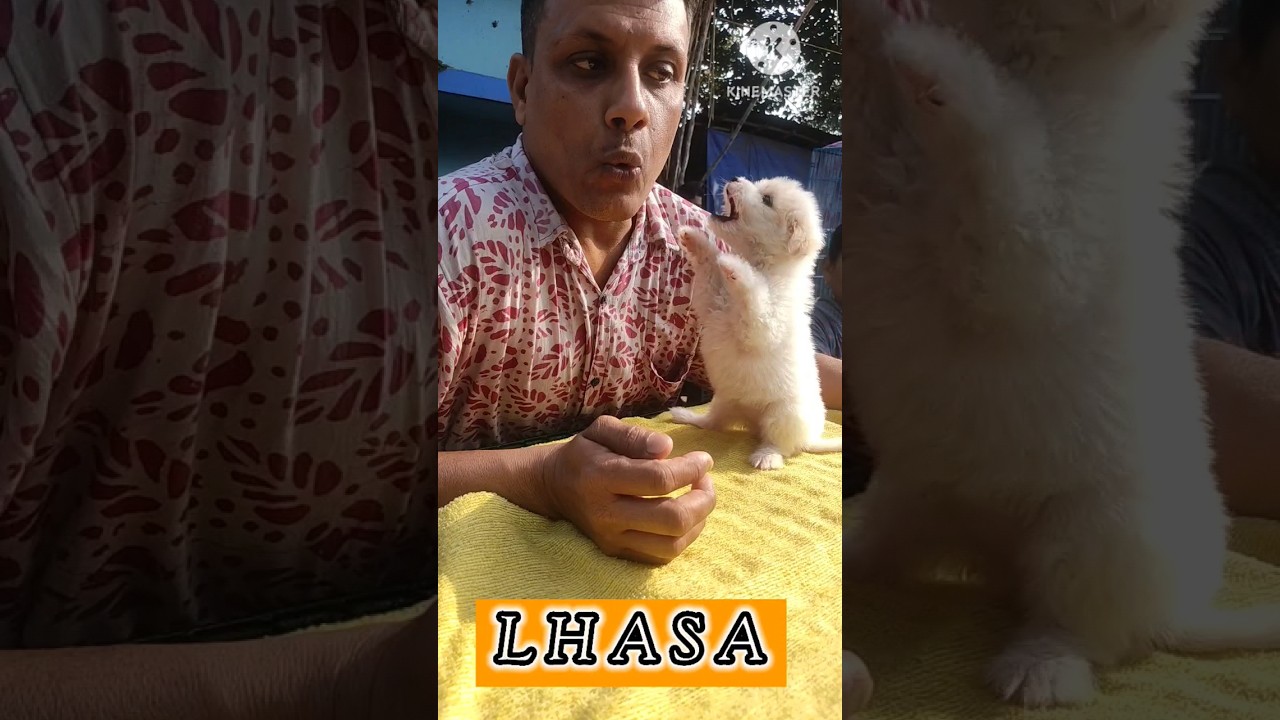 Recent Dogs Price In Kolkata 2023 | Gallif Street Dog Market | Cheapest Market In Kolkata#shorts Recent Dogs Price In Kolkata 2023 | Gallif Street Dog Market | Cheapest Market In Kolkata#shorts