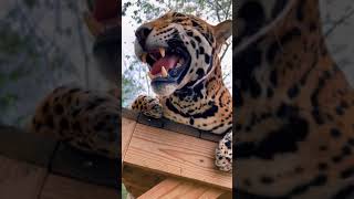 Jaguar Flehmen Response! SO CUTE ASMR