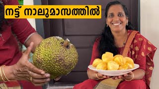 നട്ട് നാലു മാസം കൊണ്ട് ഏർലി പഴുത്തപ്പോൾ | Vietnam Early Jackfruit Cultivation | Mini's Lifestyle