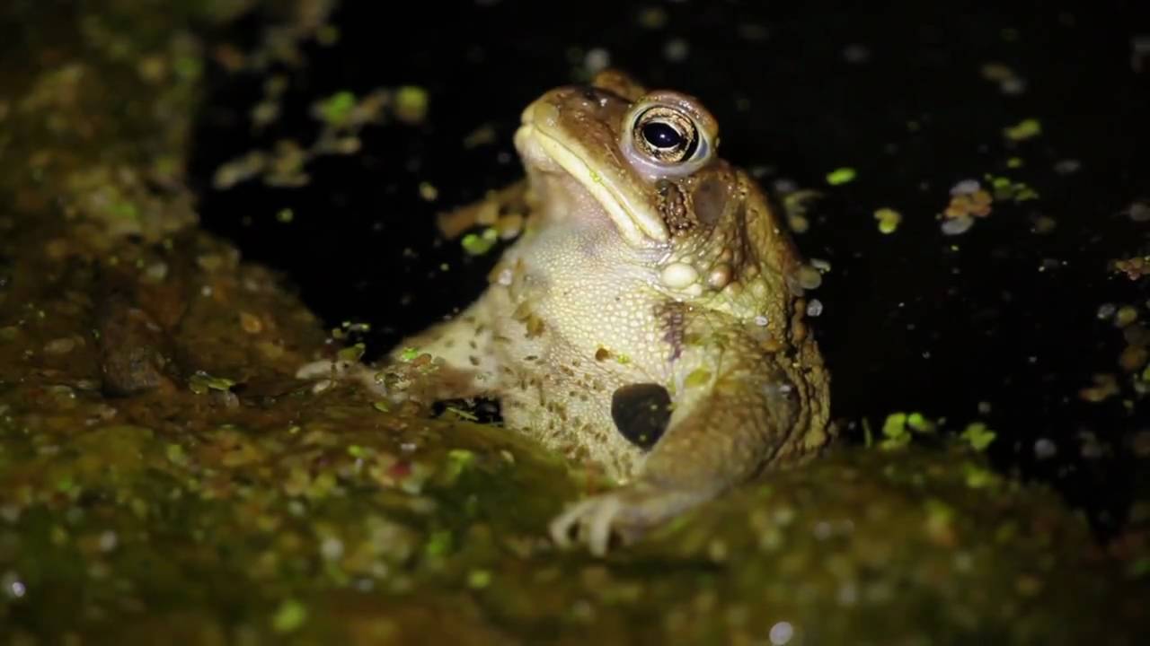 Dream of the Toad YouTube