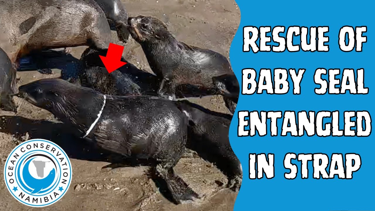 Rescue of Baby Seal Entangled in Strap - YouTube