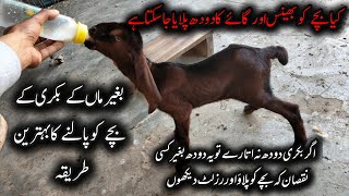 Baby Goats Without Mother 🐐 Farmers Secret Method to Raise Orphan Goat Kids | Complete Care Guide 