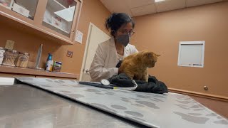 Large corporations buying up veterinarian practices
