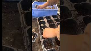 Ginger Farming satisfying shorts