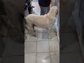 おにぎり食べようね　ラブラドルレトリバーと白い猫　#japan #funnydogs #short #shortsyoutube 2024年7月7日