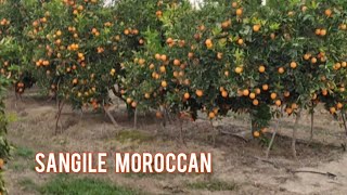 احسن برتقال (العصير) خيرات بلادي; sangile في منطقة الغرب سيدي عبد العزيز  Mandarina naranja