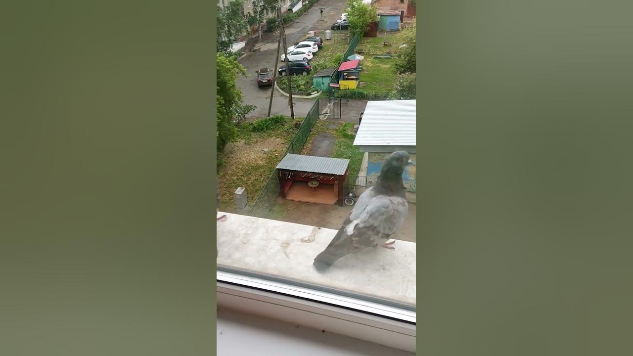 голуби - YouTube
