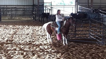 Instant Colored El - Eli - sorting - Valley View Ranch