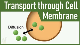11. Transport Through the Cell Membrane