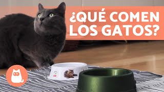 ¿Qué debe COMER un GATO?  (Alimentación Felina)