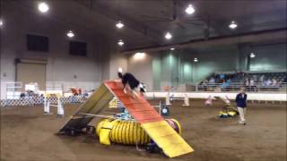 Schultz AKC NAC 2017