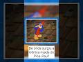 De onde surgiu a icônica risada do Pica-Pau? #anos90 #nostalgia #curiosidades #fatos #cartoon