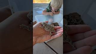 3 year old catches a variety of desert lizards