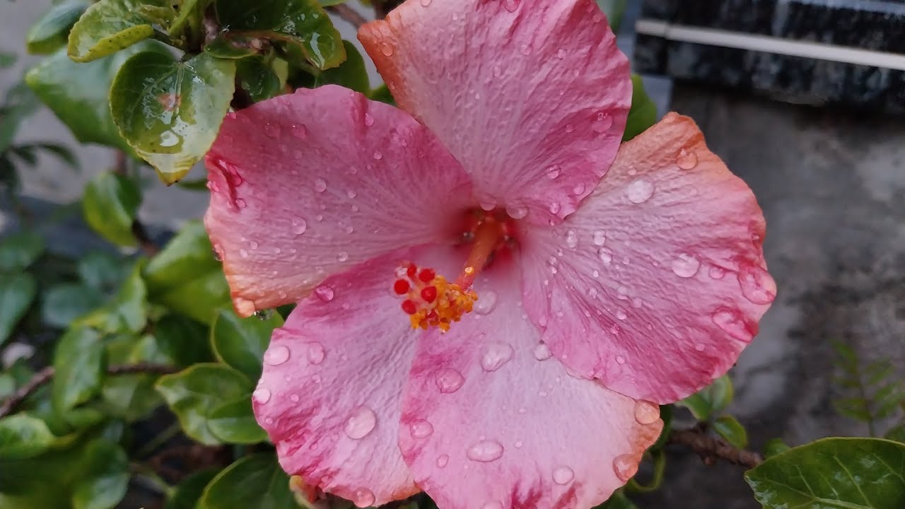 Beautiful hibiscus flowers blooming in my garden 🌸 ♥️ 