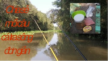 Chia sẻ mồi câu cá tra sông, đơn giản hiệu quả!
