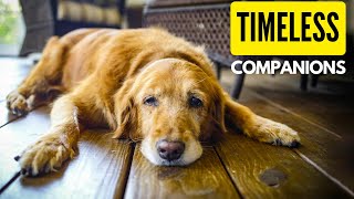 Unconditional Love Never Gets Old: Celebrating the Unbreakable Bond with a Senior Dog. by Dogs Junction 60 views 11 months ago 3 minutes, 45 seconds