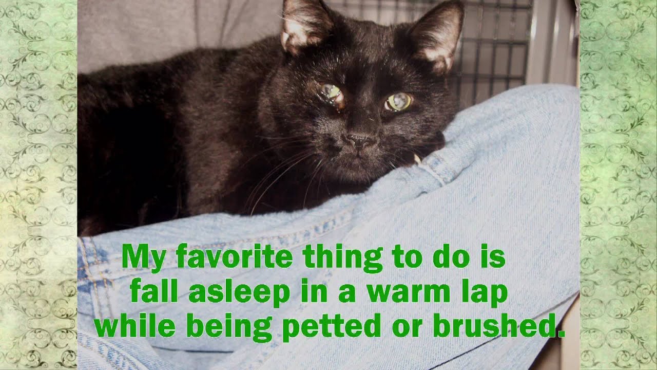 Happy Endings No Kill Cat Shelter - FeLV Positive Cat ...