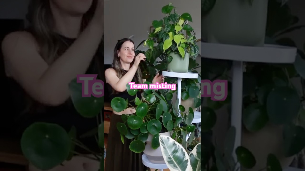 Почему я опрыскиваю свои комнатные растения | Опрыскивание НЕ имитирует влажность, это же очевидн...