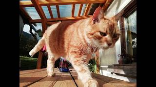 Cat ASMR