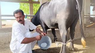 watch nili Ravi buffalo for sale 4-5-2024 in Punjab Pakistan on YouTube