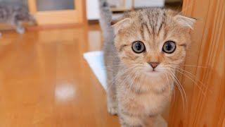 This cute kitten meows loudly and searches around the room when it can't find its owner. by Lulu the Cat 14,775 views 3 weeks ago 8 minutes, 5 seconds