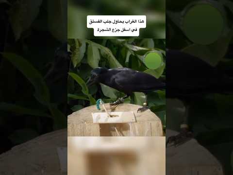 شوفت الذكاء       حيوانات