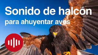 Sonidos de halcón para el control de aves | Eficaces contra palomas, cuervos, gorriones y estorninos