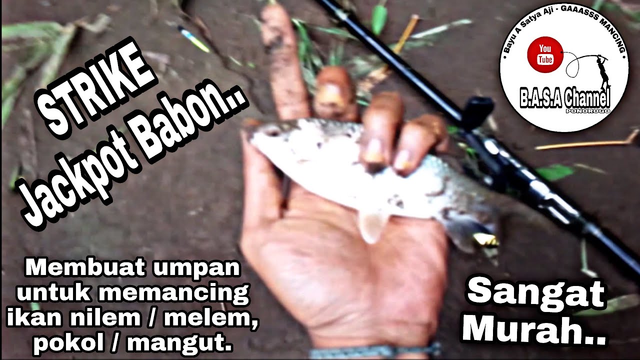 Membuat umpan mancing ikan NILEM / MELEM / POKOL / MANGUT yang murah