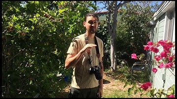 What is the difference between LAZY and EAGER?