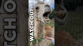 Feeding Camels | Greenview Aviaries Park & zoo - Morpeth, Ontario #camel #wildlife #zoo