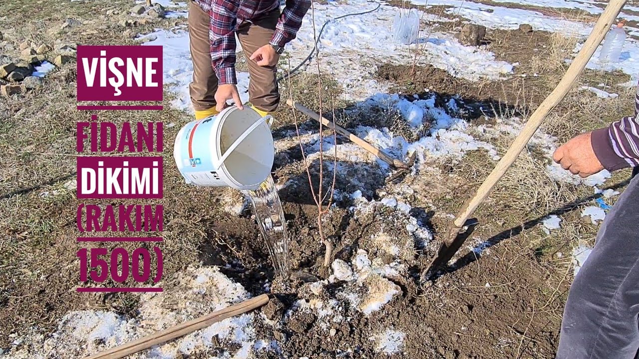 VİŞNE FİDANI DİKİYORUZ (RAKIM 1500)