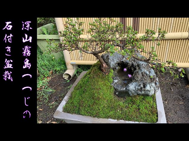 深山霧島つつじの石付き盆栽を作りました！石の穴を池にしました