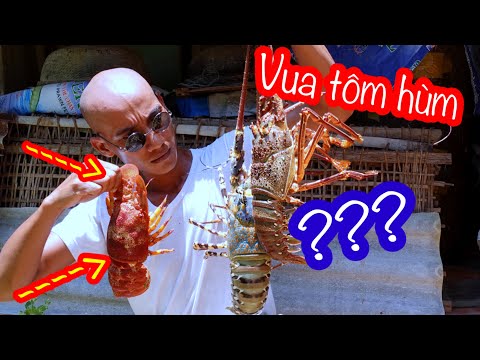 Video: Tôm hùm nào ngon nhất?