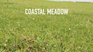 5 in Five: Coastal Meadows