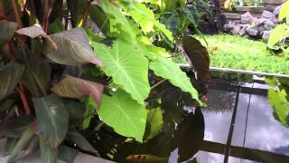 Outdoor Tropical Plants: Part 1