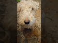 What's my breed? #dogs #puppy #adorable #cute #shorts #shortsvideo