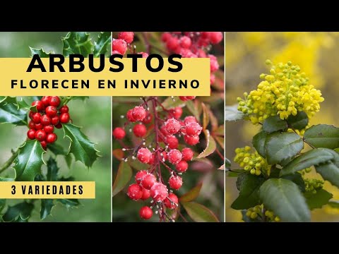 Video: Bayas De Acebo De Invierno