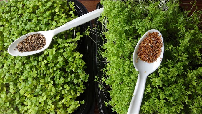 UPLAND CRESS, Creasy Greens – UJAMAA SEEDS