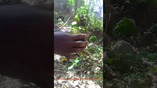 making of kokedama#gardening #viral #m4tech /by va_.run_