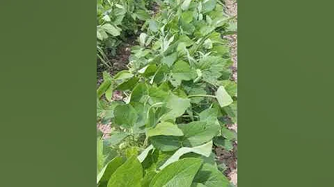 Organic soybeans with winter rye as a living mulch