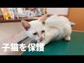 ボロボロの子猫を保護しました。